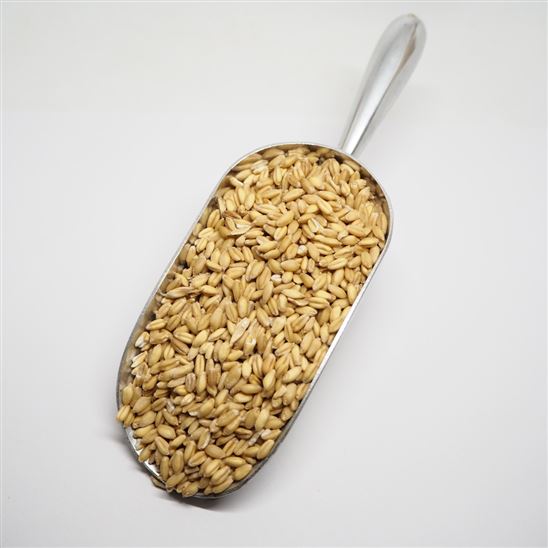 Trigo Khorasan en grano ECO